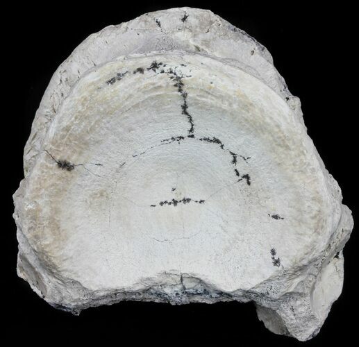 Fossil Brontotherium (Titanothere) Vertebrae - South Dakota #60645